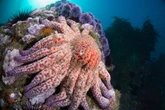 Vibrio pectenicida Identified as Cause of Sea Star Wasting Disease Affecting Billions