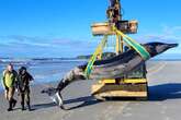 Rare Whale Beached in New Zealand Offers Glimpse of Little-Known Species