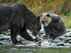 Indigenous People Mix Ancient and Modern Science to Protect Salmon and Bears