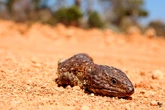 Zoo Lunch Mishap Reveals Lizards’ Hidden Fire Detector