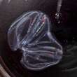 Comb Jelly with Two Butts Is Actually Two Individuals Fused Together