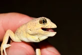 Six New Gecko Species Discovered by Loud Barking Mating Calls