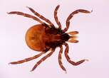 Spike in Lyme Disease Cases Reflects More Accurate Surveillance