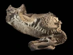 Duck-Billed Dinosaur ‘Mummies’ Are Clay Molds Formed by Microbes, Scientists Say