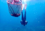 South Korean Haenyeo Divers’ Extreme Lifestyle Is Shaping Their Genetics 