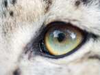 Why Do Wild Cats Have So Many Different Eye Colors?