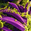 Black Death Plague Bacterium Became Less Fatal thanks to Just One Genetic Tweak