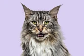 What Is Your Cat Trying to Say? These AI Tools Aim to Decipher Meows
