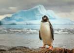 Penguins Help to Map Antarctica’s Growing Mercury Threat