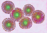 How Influenza Reassortment May Make Bird Flu More Dangerous