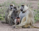 When Baboon Dads Stick Around, Their Daughters Live Longer