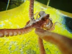 Freaky ‘'Rubber Hand’ Illusion’ Works on Octopuses, Too