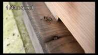 Honeybees Defend Their Hive by Slapping Invading Ants