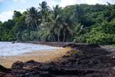 Seaweed Is Choking the Caribbean’s Iconic White Sand Beaches