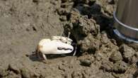 Fiddler Crabs Unleash Special Vibrations to Attract Mates—And Deter Foes