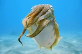 Cuttlefish May Communicate with Discolike Arm Gestures
