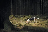 Pessimistic Dogs Are Better at Smelling Cancer—And Other Keys to Disease-Sniffing Success