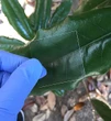 See-Through Wood Is Stronger Than Plastic and Tougher Than Glass