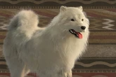 Lost 'Woolly Dog' Genetics Highlight Indigenous Science