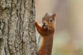 Do Squirrels Remember Where They Buried Their Nuts?