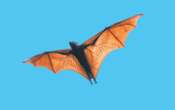 Mutated Gene That Causes Webbed Limbs in Humans May Have Given Bats Wings