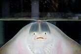 How Did an Aquarium Stingray Get Pregnant without a Mate