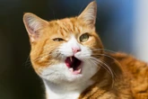 The 6 Most Intriguing Things We Learned about Pet Cats and Dogs This Year