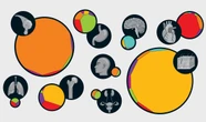 See Your Body's Cells in Size and Number