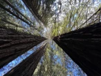 Coast Redwoods Are Enduring, Adaptable Marvels