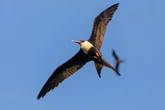 High-Flying Frigate Birds Collect Data from the Top of the Sky