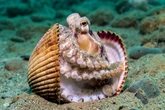 Octopuses Are Colorblind. Here's How They See the World