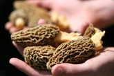 Morel Mushrooms Can Be Deadly, Food Poisoning Cases Show