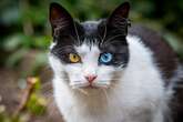 Cats Can Hide Their Pain--But Not from AI