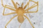 Eyeless Cave Spiders Can Still 'See' the Light