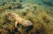 Cannibalistic Dads May Be Contributing to Hellbender Salamander Declines