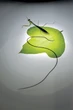 How a Parasitic Worm Forces Praying Mantises to Drown Themselves