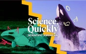 Are Orca Whales Friends or Foes?