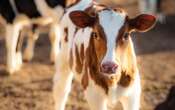 Quitting Cows Could Have Big Environmental Impacts, but It's Harder Than It Sounds