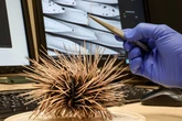 Coming Soon: The Biggest Biodiversity Issues of 2024