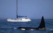 Orcas Are Learning Terrifying New Behaviors