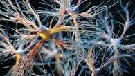 Newfound Hybrid Brain Cells Send Signals like Neurons Do