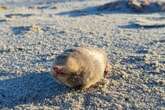 Golden Mole That Swims through Sand Rediscovered after 86 Years