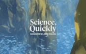 Turns Out Undersea Kelp Forests Are Crucial to Salmon