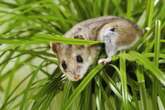 Plants’ Photosynthetic Machinery Functions inside Hamster Cells