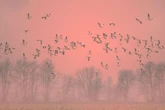 Bird Flu Is Killing Wildlife, and Experts Fear the Ecological Toll