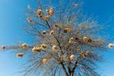 These Bird Nests Show Signs of an Architectural ‘Culture’