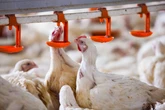 CRISPR Will Likely Not Solve Bird Flu