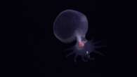 See Strange Deep-Sea Creatures, from ‘Sea Pigs’ to ‘Disco Worms’