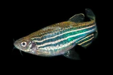 These Fish and Flies Are Engineered to Break Down Mercury