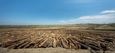 How ‘Wood Vaulting’ Could Help Slow Climate Change